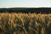 Bifogad bild: IMG_7105.JPG